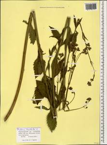 Verbena brasiliensis Vell., Caucasus, Black Sea Shore (from Novorossiysk to Adler) (K3) (Russia)