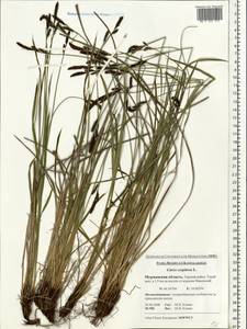 Carex cespitosa L., Eastern Europe, Northern region (E1) (Russia)