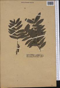 Pterocarya fraxinifolia (Poir.) Spach, America (AMER) (Not classified)