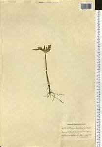 Botrychium lanceolatum (S. G. Gmel.) Ångstr., Siberia, Chukotka & Kamchatka (S7) (Russia)