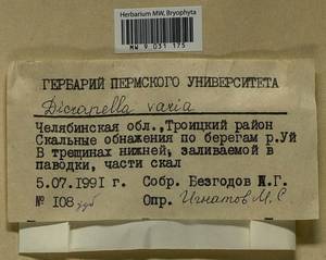 Dicranella varia (Hedw.) Schimp., Bryophytes, Bryophytes - South Urals (B14) (Russia)