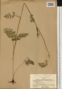Kadenia dubia (Schkuhr) Lavrova & V.N.Tikhom., Eastern Europe, Central region (E4) (Russia)