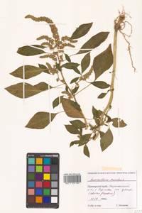 Amaranthus cruentus L., Siberia, Russian Far East (S6) (Russia)