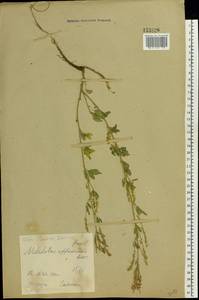 Melilotus officinalis (L.) Lam., Eastern Europe, Central forest-and-steppe region (E6) (Russia)