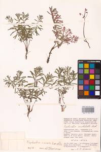 Euphorbia undulata M.Bieb., Eastern Europe, Lower Volga region (E9) (Russia)