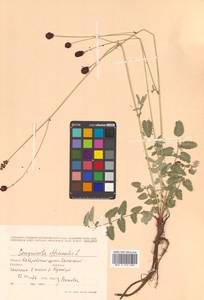 Sanguisorba officinalis L., Siberia, Russian Far East (S6) (Russia)