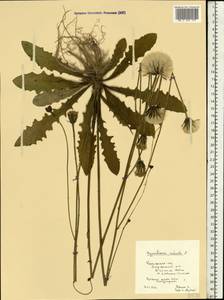 Hypochaeris radicata L., Eastern Europe, Central region (E4) (Russia)