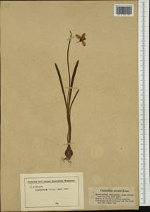 Galanthus nivalis L., Western Europe (EUR) (Germany)