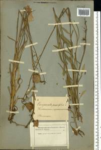 Campanula persicifolia L., Eastern Europe, Latvia (E2b) (Latvia)