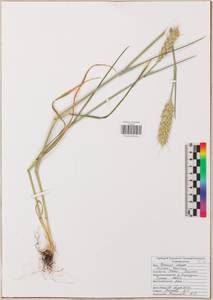 Triticum aestivum L., Eastern Europe, Central region (E4) (Russia)