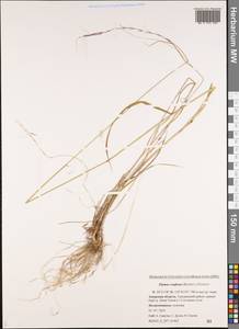 Elymus confusus (Roshev.) Tzvelev, Siberia, Russian Far East (S6) (Russia)