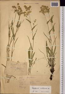Bupleurum multinerve DC., Siberia, Western (Kazakhstan) Altai Mountains (S2a) (Kazakhstan)