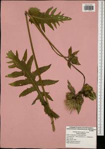 Cirsium oleraceum (L.) Scop., Eastern Europe, Central region (E4) (Russia)