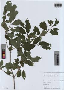 KUZ 004 627, Lonicera xylosteum L., Siberia, Altai & Sayany Mountains (S2) (Russia)