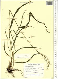 Festuca altissima All., Caucasus, Stavropol Krai, Karachay-Cherkessia & Kabardino-Balkaria (K1b) (Russia)
