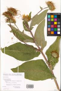 Inula helenium L., Eastern Europe, Central forest-and-steppe region (E6) (Russia)