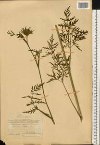 Silphiodaucus prutenicus subsp. prutenicus, Eastern Europe, Central region (E4) (Russia)