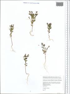 Aethionema carneum (Banks & Sol.) B. Fedtsch., Middle Asia, Karakum (M6) (Turkmenistan)