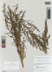 Artemisia dracunculus L., Siberia, Altai & Sayany Mountains (S2) (Russia)