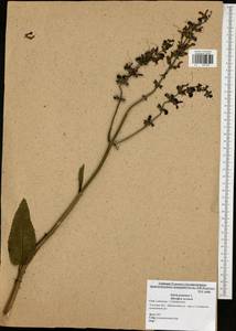 Salvia pratensis L., Eastern Europe, Central region (E4) (Russia)