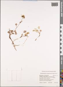 Chrysanthemum mongolicum Y. Ling, Siberia, Baikal & Transbaikal region (S4) (Russia)