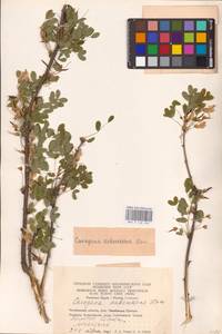 Caragana arborescens Lam., Eastern Europe, Eastern region (E10) (Russia)