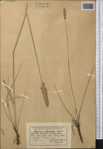 Leymus paboanus (Claus) Pilg., Middle Asia, Northern & Central Tian Shan (M4) (Kyrgyzstan)