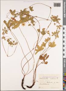 Potentilla reptans L., Caucasus, Georgia (K4) (Georgia)