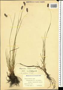 Alopecurus ponticus K.Koch, Caucasus, Stavropol Krai, Karachay-Cherkessia & Kabardino-Balkaria (K1b) (Russia)