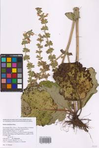 Salvia austriaca Jacq., Eastern Europe, Rostov Oblast (E12a) (Russia)