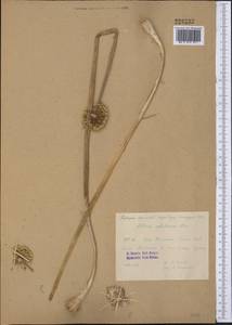 Allium sabulosum Steven ex Bunge, Middle Asia, Caspian Ustyurt & Northern Aralia (M8) (Kazakhstan)