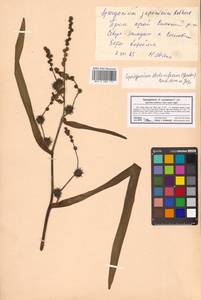 Sparganium eurycarpum subsp. coreanum (H.Lév.) C.D.K.Cook & M.S.Nicholls, Siberia, Russian Far East (S6) (Russia)