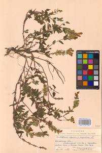 MHA 0 155 508, Scutellaria supina L., Eastern Europe, Central forest-and-steppe region (E6) (Russia)