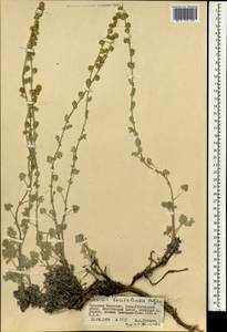 Seriphidium borotalense (Poljakov) Ling & Y.R.Ling, Mongolia (MONG) (Mongolia)