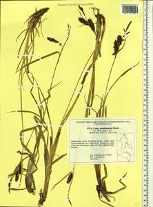 Carex membranacea Hook., Siberia, Chukotka & Kamchatka (S7) (Russia)