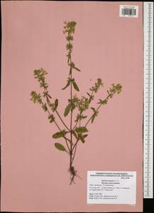 Stachys annua (L.) L., Eastern Europe, Central region (E4) (Russia)