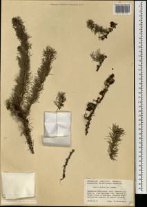 Larix sibirica Ledeb., Mongolia (MONG) (Mongolia)