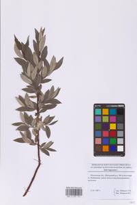 Salix lapponum L., Eastern Europe, Moscow region (E4a) (Russia)