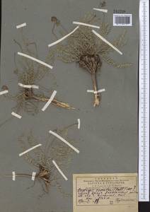Oxytropis coerulea (Pall.)DC., Middle Asia, Pamir & Pamiro-Alai (M2) (Uzbekistan)
