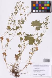 Alchemilla, Eastern Europe, Central forest-and-steppe region (E6) (Russia)