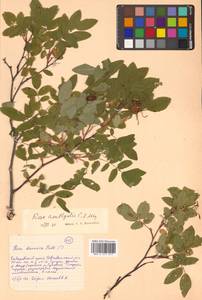 Rosa davurica Pall., Siberia, Russian Far East (S6) (Russia)