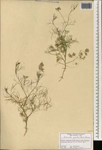 Ammoides pusilla (Brot.) Breistr., Africa (AFR) (Morocco)