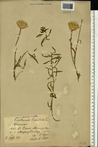 Centaurea orientalis L., Eastern Europe, Rostov Oblast (E12a) (Russia)