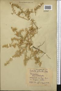 Salsola paulsenii Litv., Middle Asia, Syr-Darian deserts & Kyzylkum (M7) (Uzbekistan)