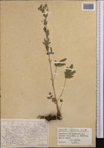 Potentilla pedata Willd., Middle Asia, Pamir & Pamiro-Alai (M2) (Tajikistan)