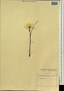 Zephyranthes atamasco (L.) Herb., Africa (AFR) (Not classified)