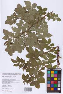 Rosa corymbifera Borkh., Eastern Europe, Lower Volga region (E9) (Russia)