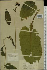 Crepis sibirica L., Siberia, Altai & Sayany Mountains (S2) (Russia)