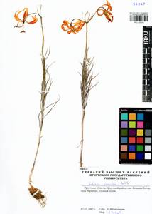 Lilium pumilum Redouté, Siberia, Baikal & Transbaikal region (S4) (Russia)
