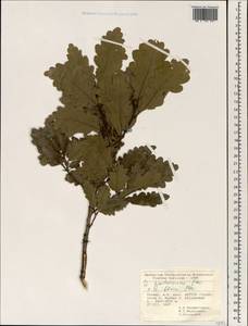 Quercus hartwissiana Steven, South Asia, South Asia (Asia outside ex-Soviet states and Mongolia) (ASIA) (Turkey)